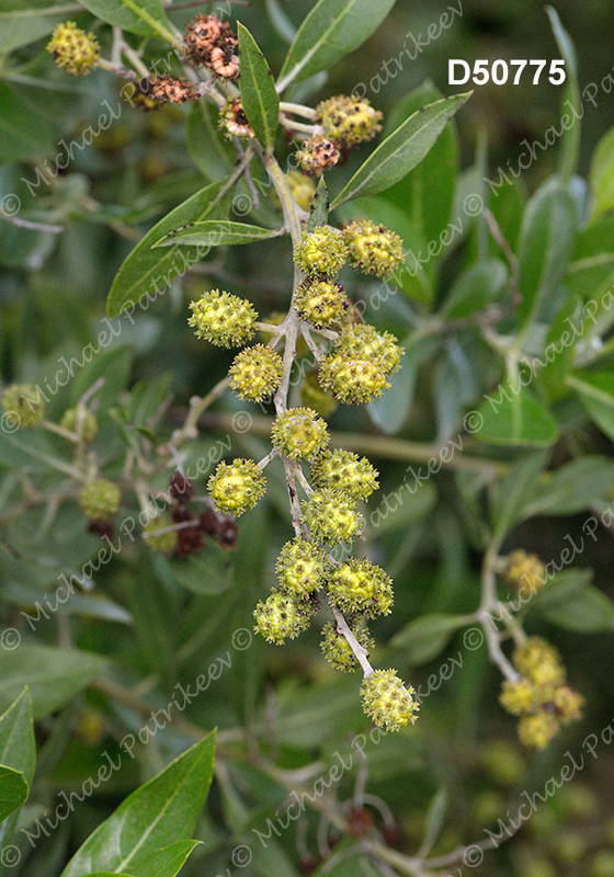 Conocarpus erectus (Green Buttonwood or Gray Mangrove, Combretaceae)